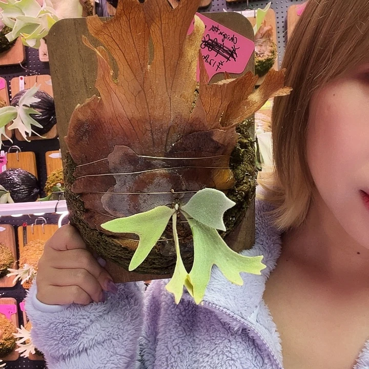 不开花植物nook 小女孩 侧 黑牌