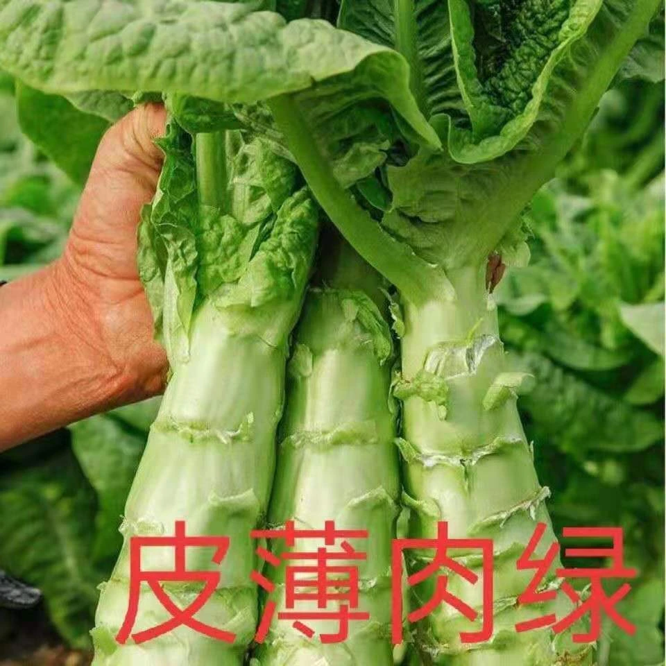 【青皮莴笋种子】蔬菜种子