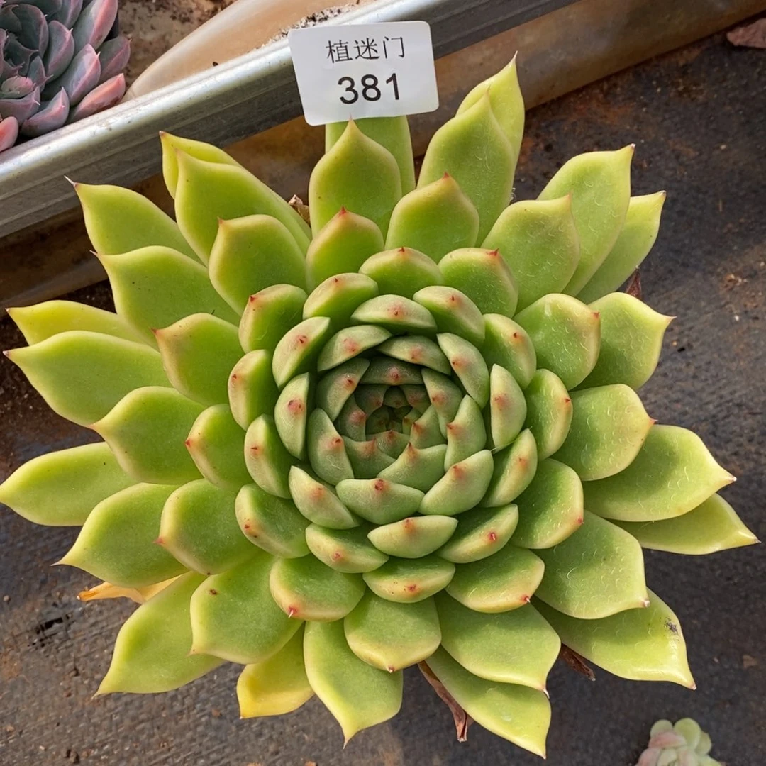 N****G杂交精品多肉381