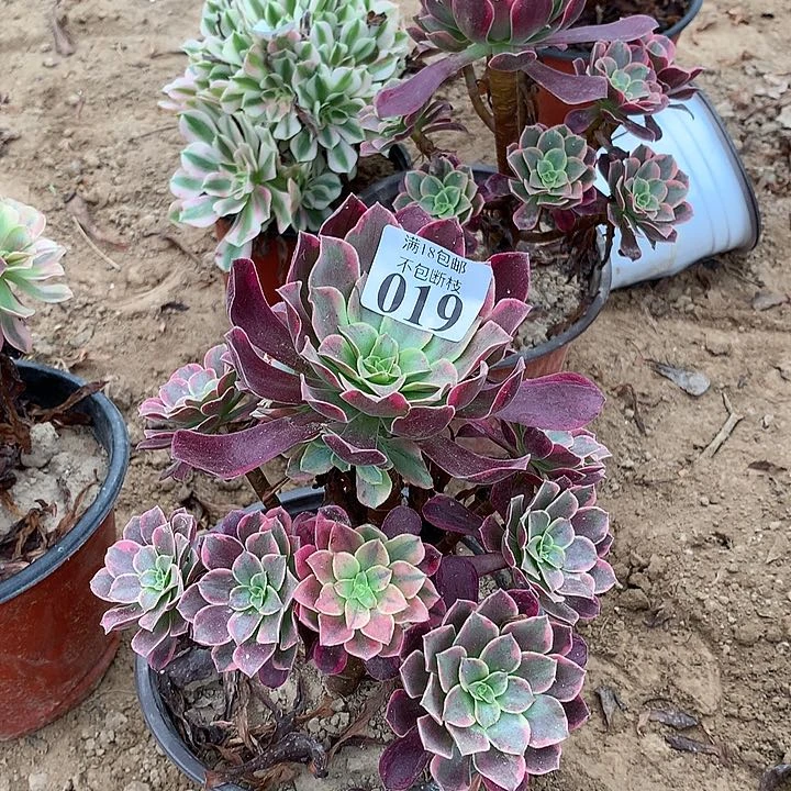 019金丝雀手捧1号棚