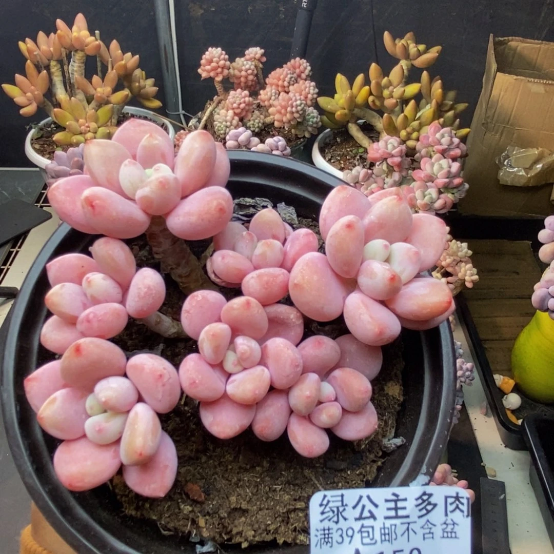 150樱花洛神多肉8c m