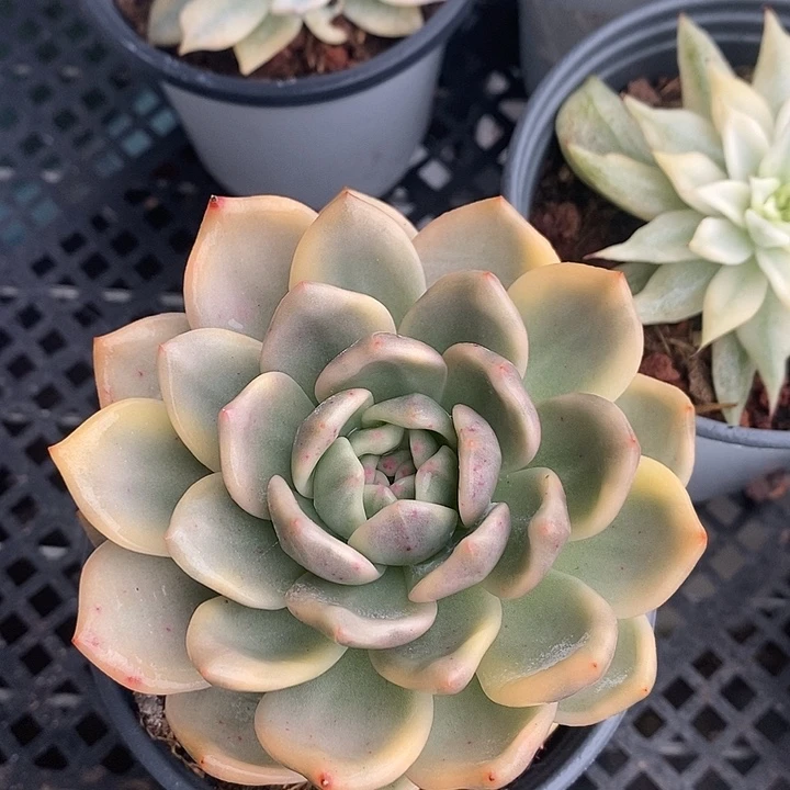 星影锦母本多肉植物