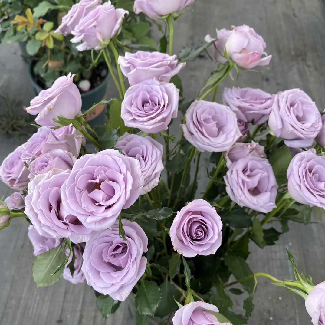 海洋之歌月季紫色月季花玫瑰花|花苗阳台鲜花露天盆栽扦插独株苗