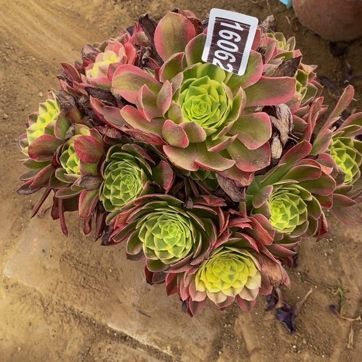 16062号粉海王法师