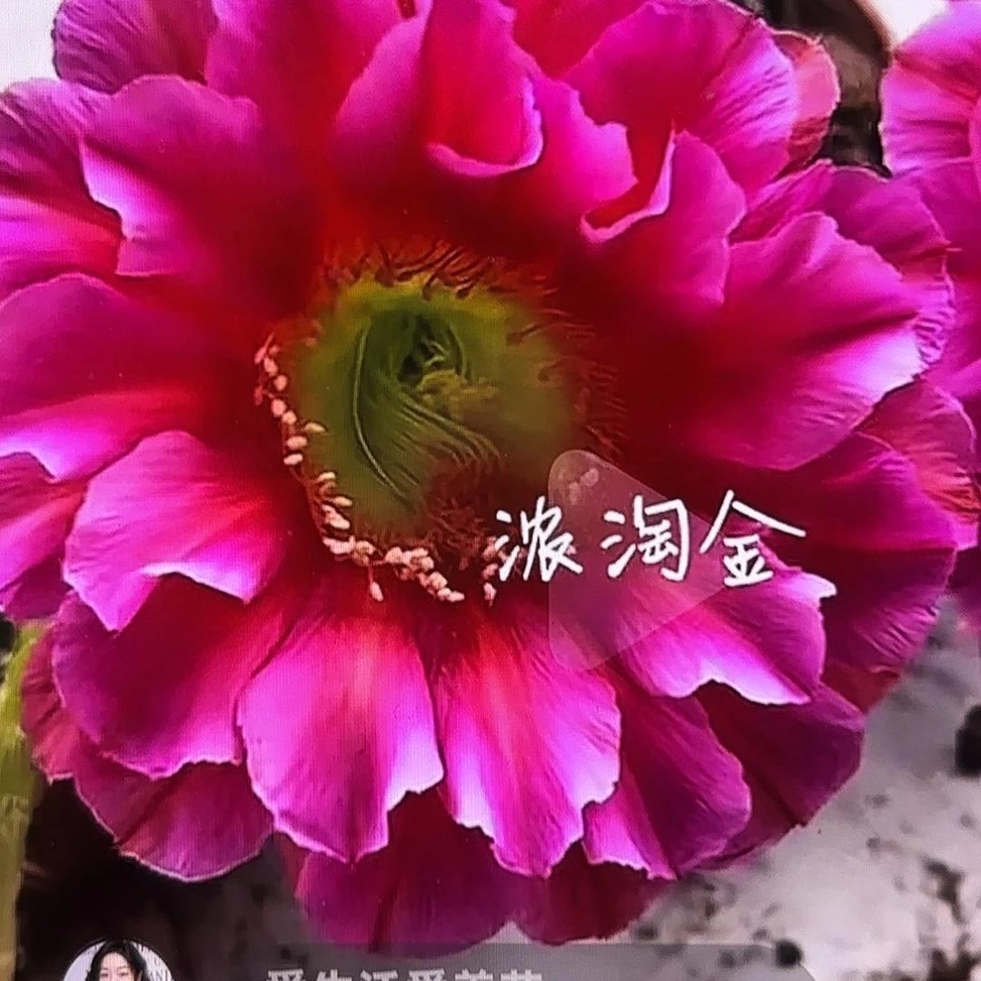 浓桃筋4公分侧牙20包邮18