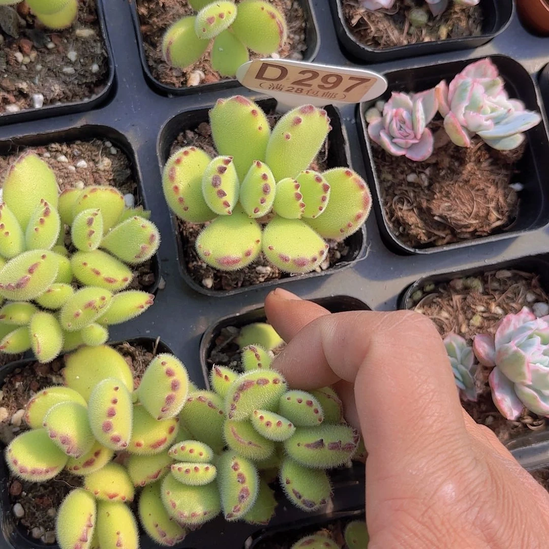 D297熊童子一物一拍