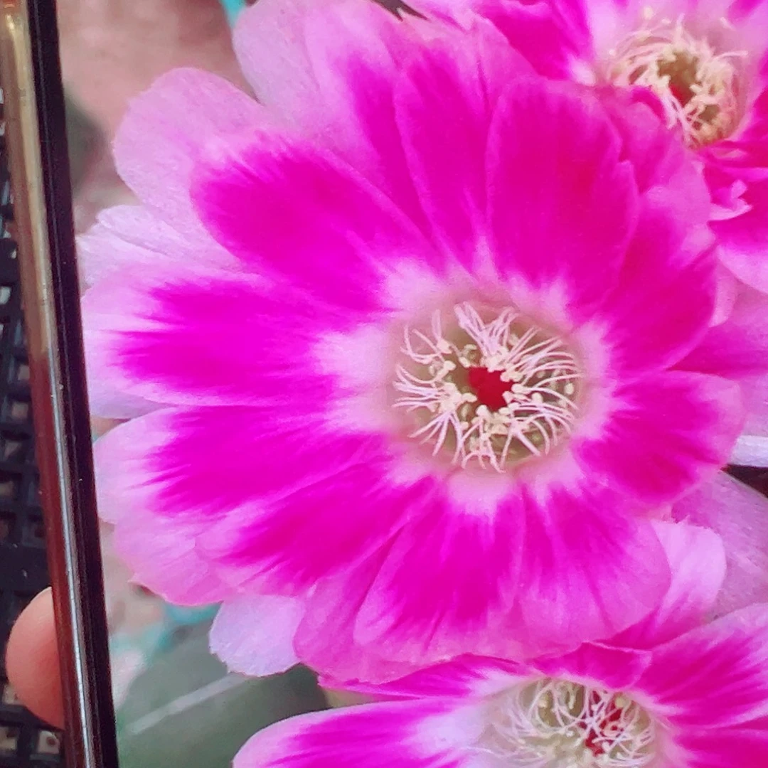丽花 ESp侧芽 满20包邮