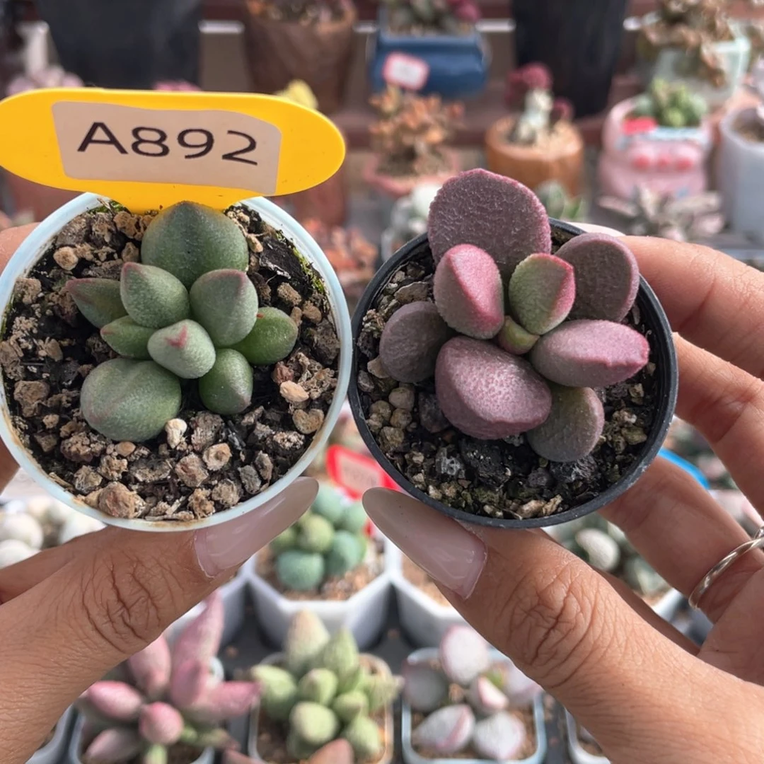 福利套组。     892。