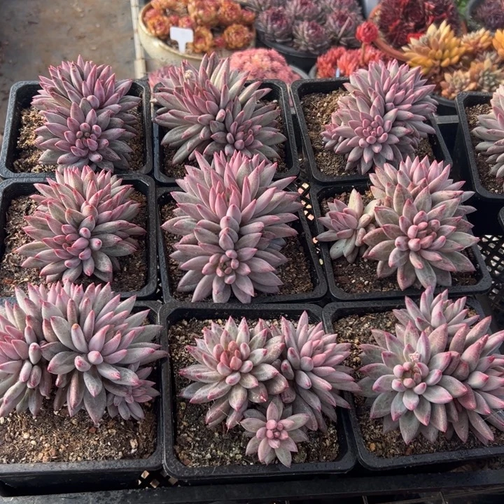 精品多肉植物老桩随机发一棵羽毛体钻石虞美人