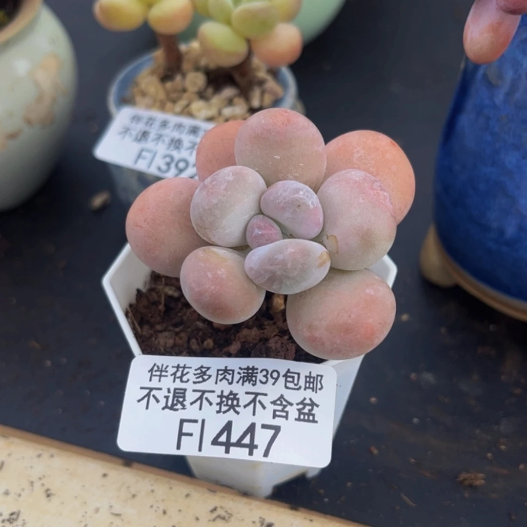 447-橙雪球多肉4cm