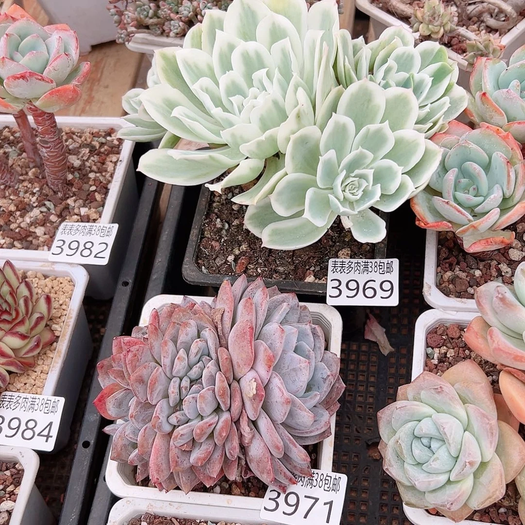 Z****无花朵多肉一物一拍植物3969