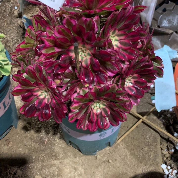 781红铜白多肉植物特价