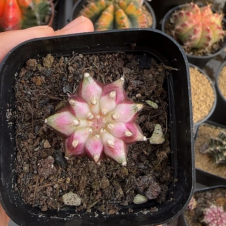 白轮海实生000000001