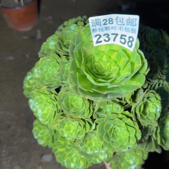 23758琉璃不包断枝多肉