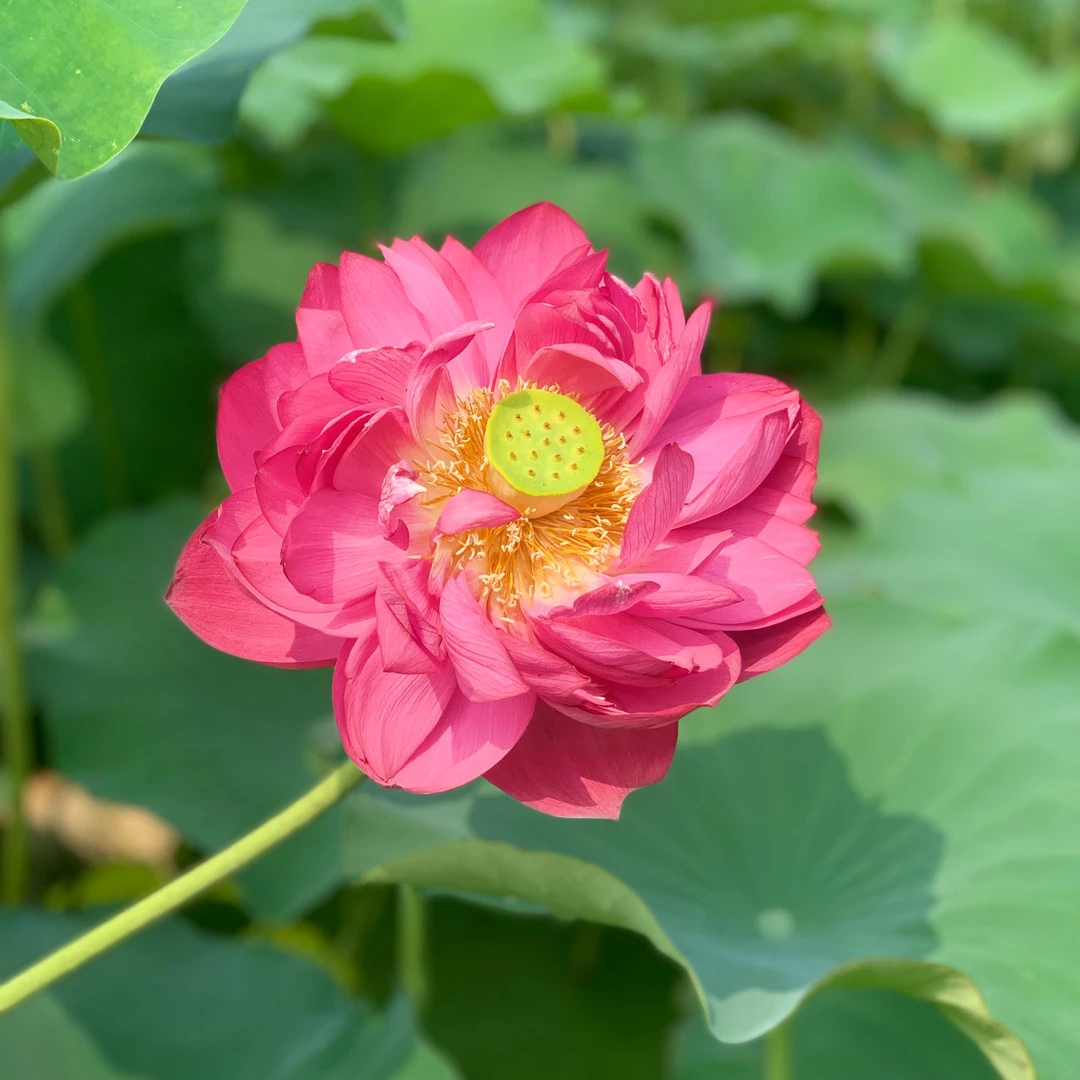 大型观赏荷花冬2小盆苗（20厘米小盆）原土原盆发货观赏花卉