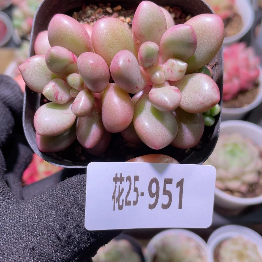 花利美25-951先锋派