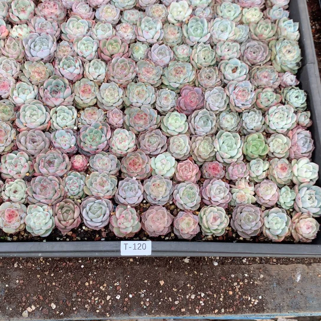 *****无花朵T120月英语英语