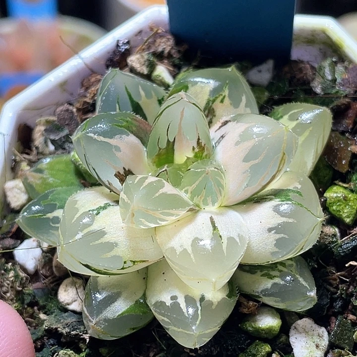 914水晶实生锦特选福利