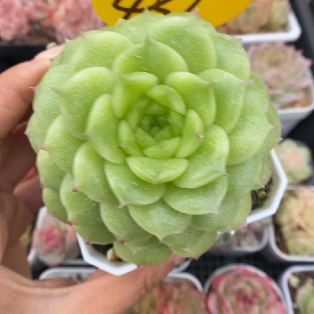 晶体麦秆可拍439号