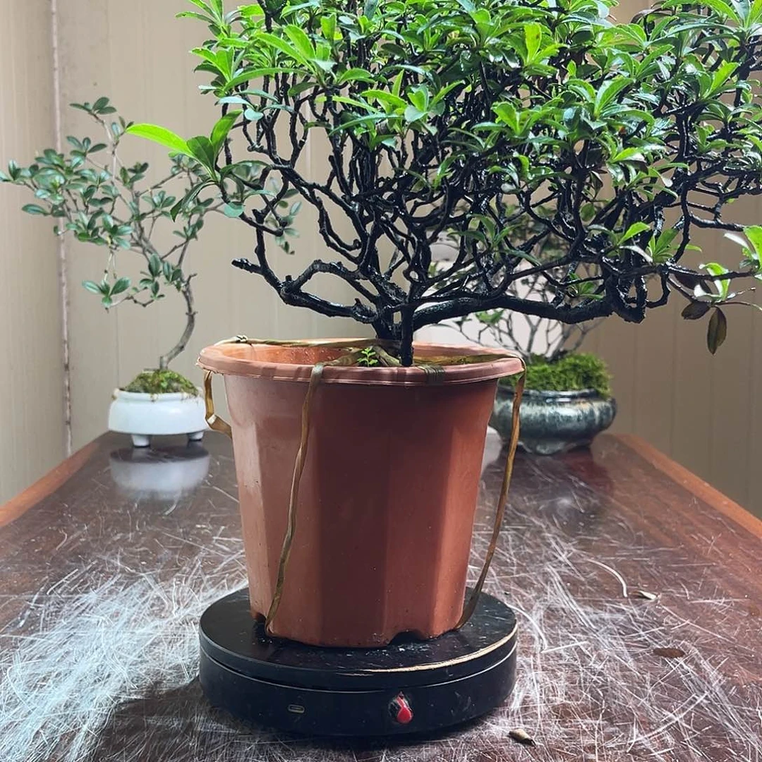 用***户当前无花朵，栽培后可花朵