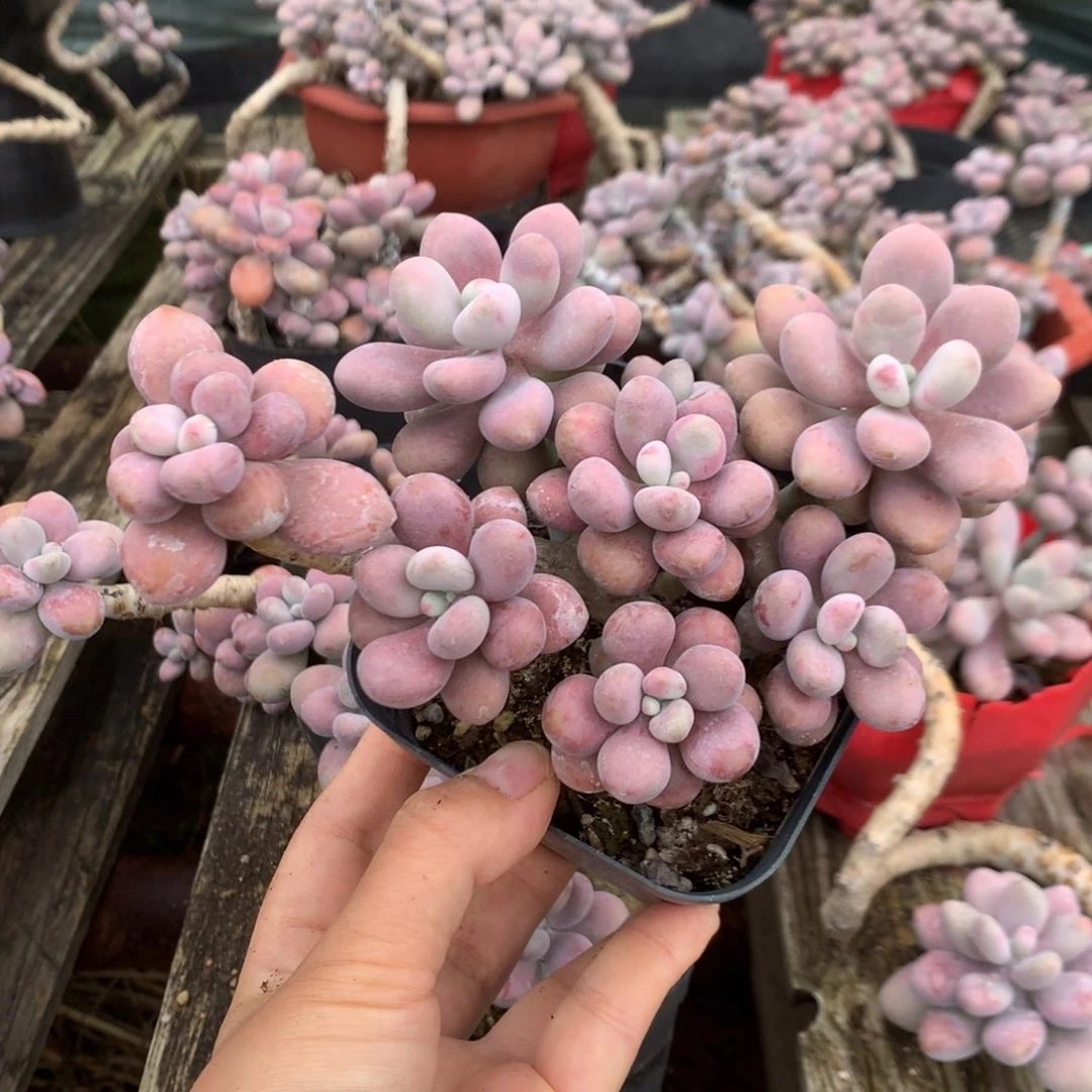 桃蛋老桩不带盆38号