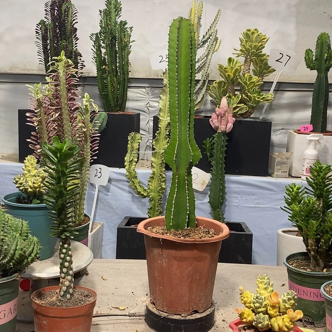 当前无花朵，栽培后可花朵琉璃塔一物一拍