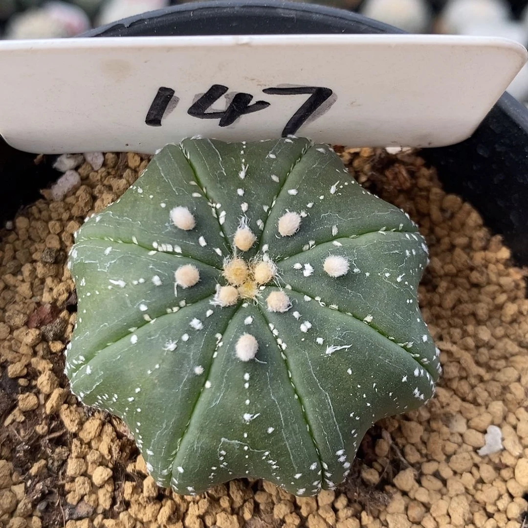 147海星兜带指纹基因系列