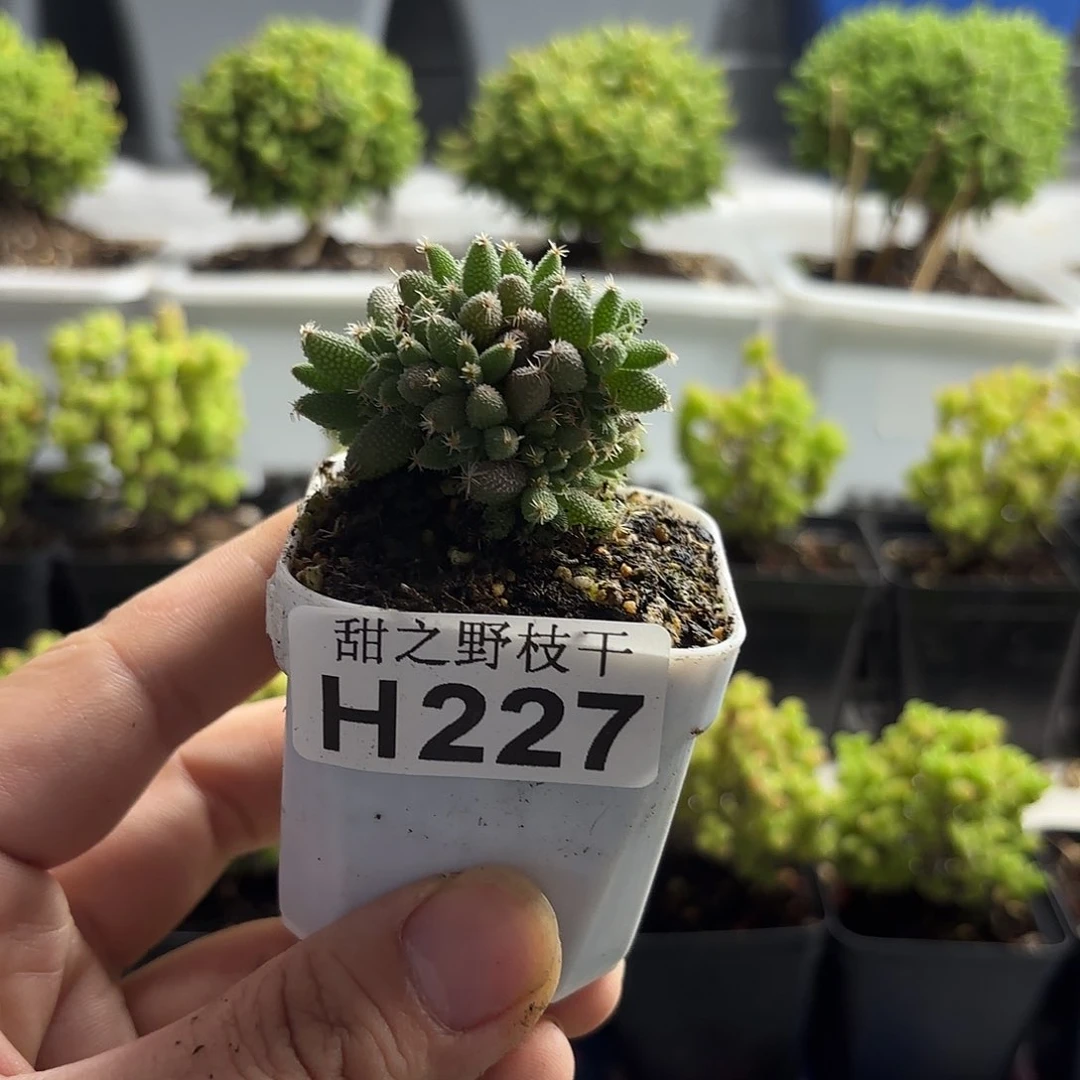 ?玉米枝干番杏227。