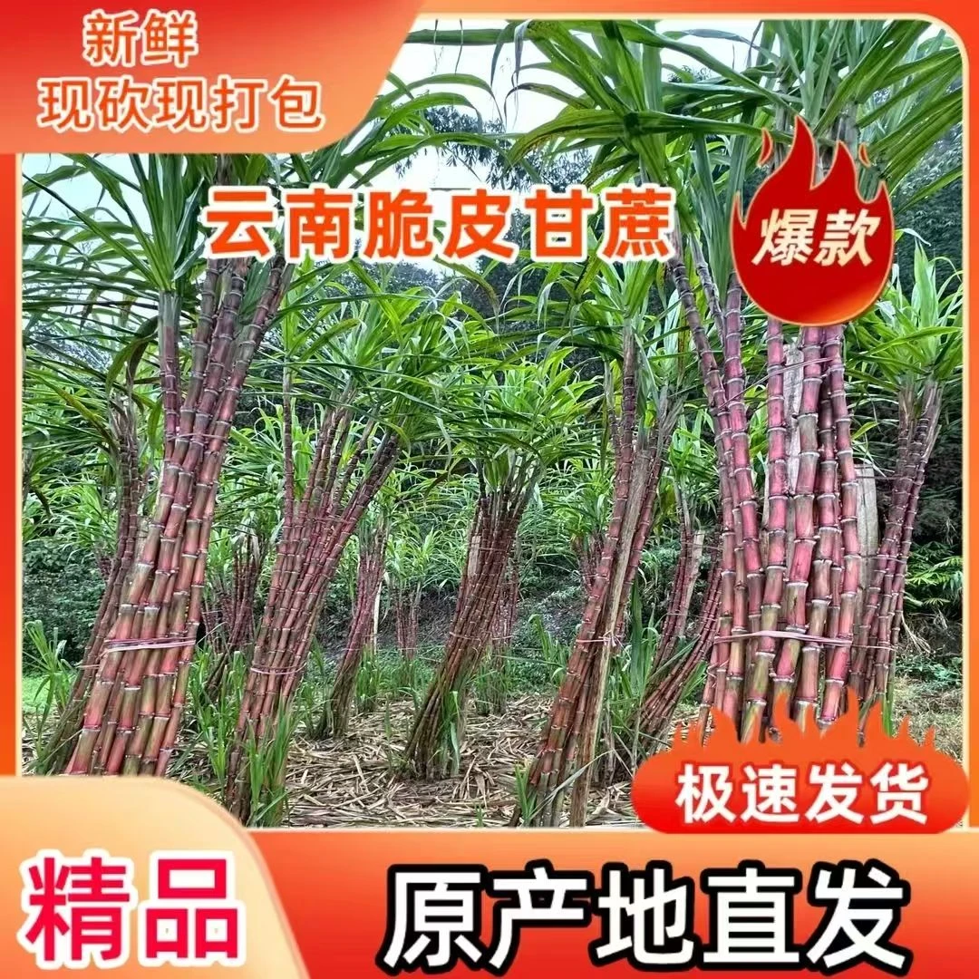 云南老品种新鲜现砍红皮甘蔗脆皮甘蔗一箱批发直发