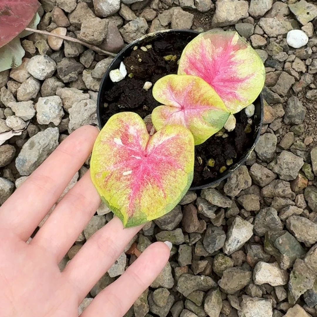 无花朵Q648孔苏神