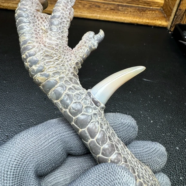 文玩鸡爪骨手把件（单只 处理好十天左右发货）