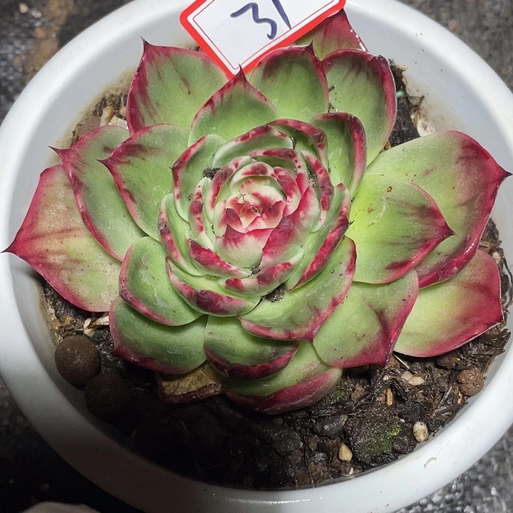 胡***妹31///////////////