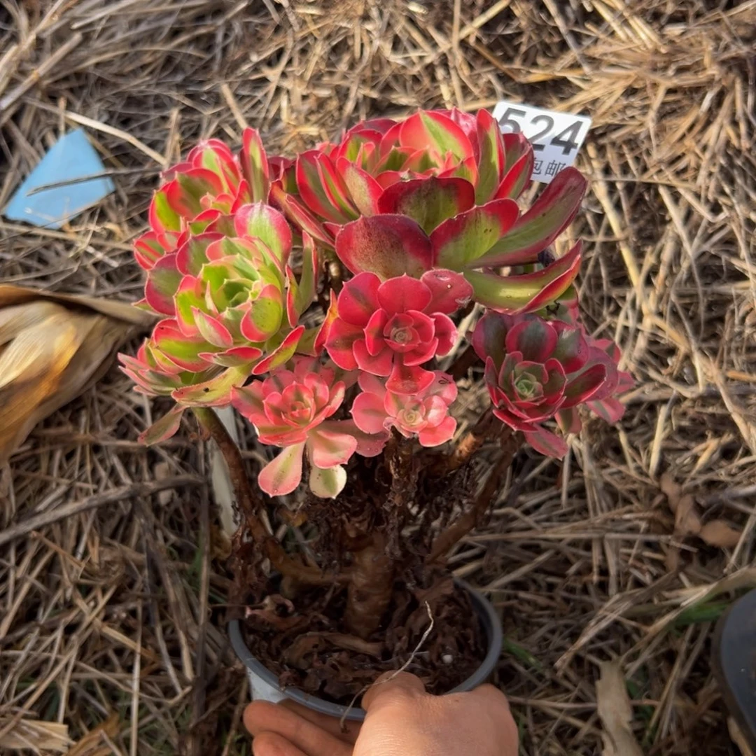 多肉植物524七彩石