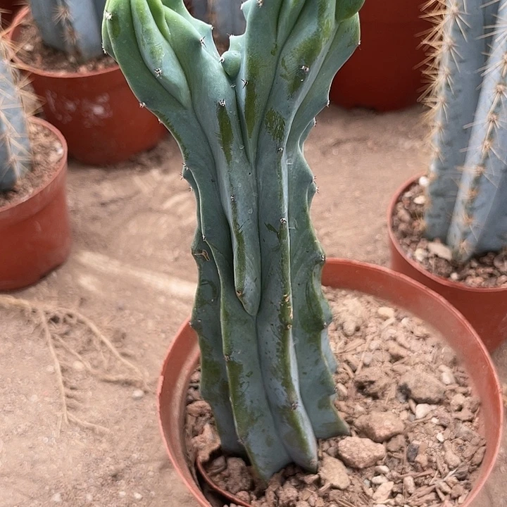 无花朵20高无刺泰龙木缀化