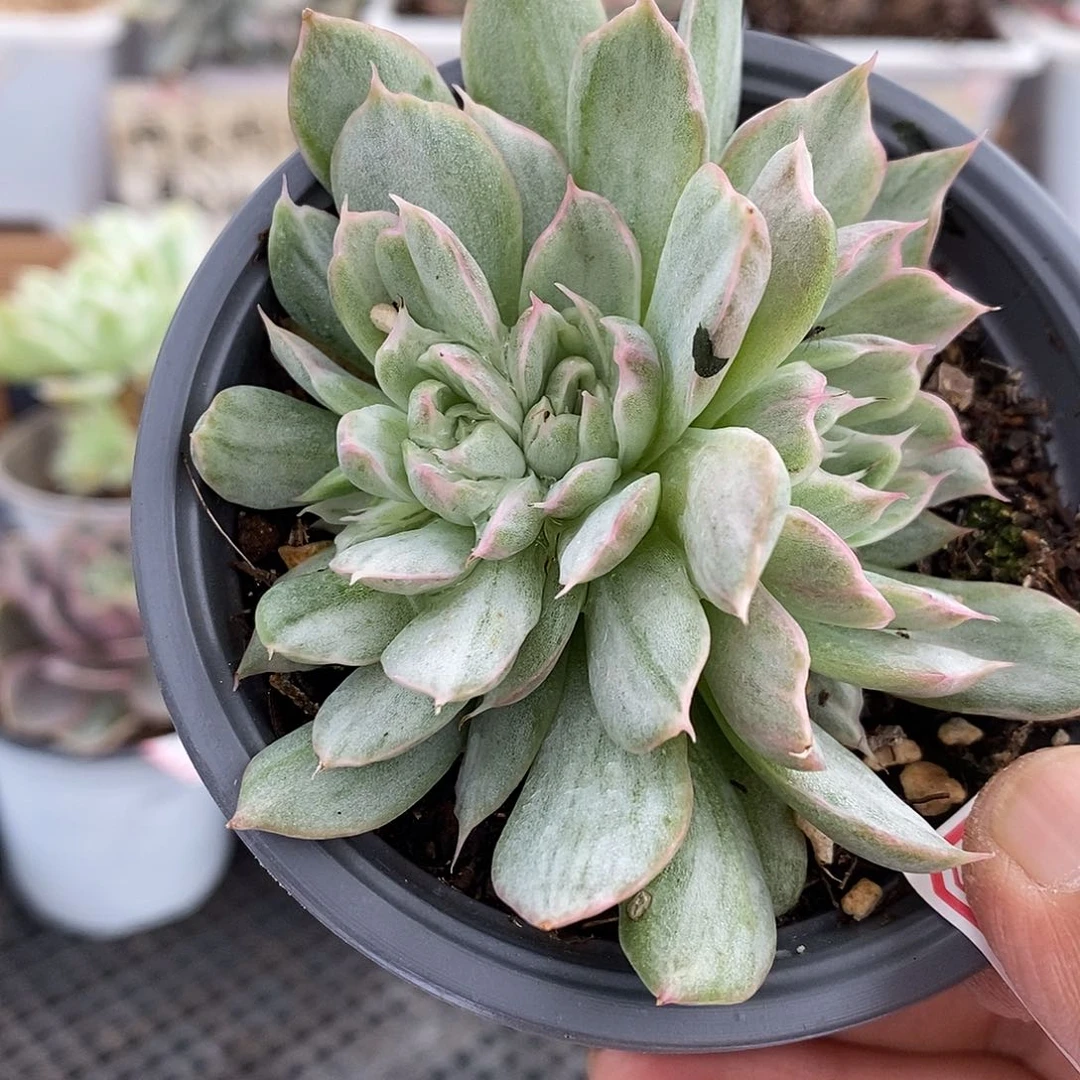 03146 不知名东云冰边雪花锦自然群