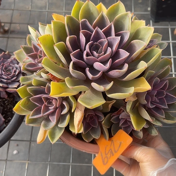 两单包邮，一物一拍琼斯259