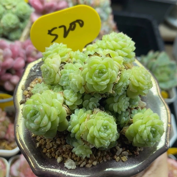 白透圆秃花朵脸群5200