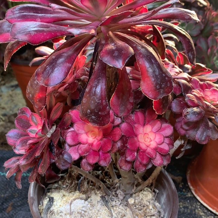 495多肉植物一物一拍