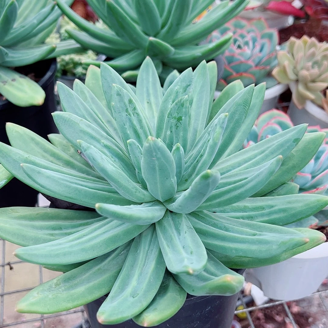 海洋之歌大单头龙骨纹