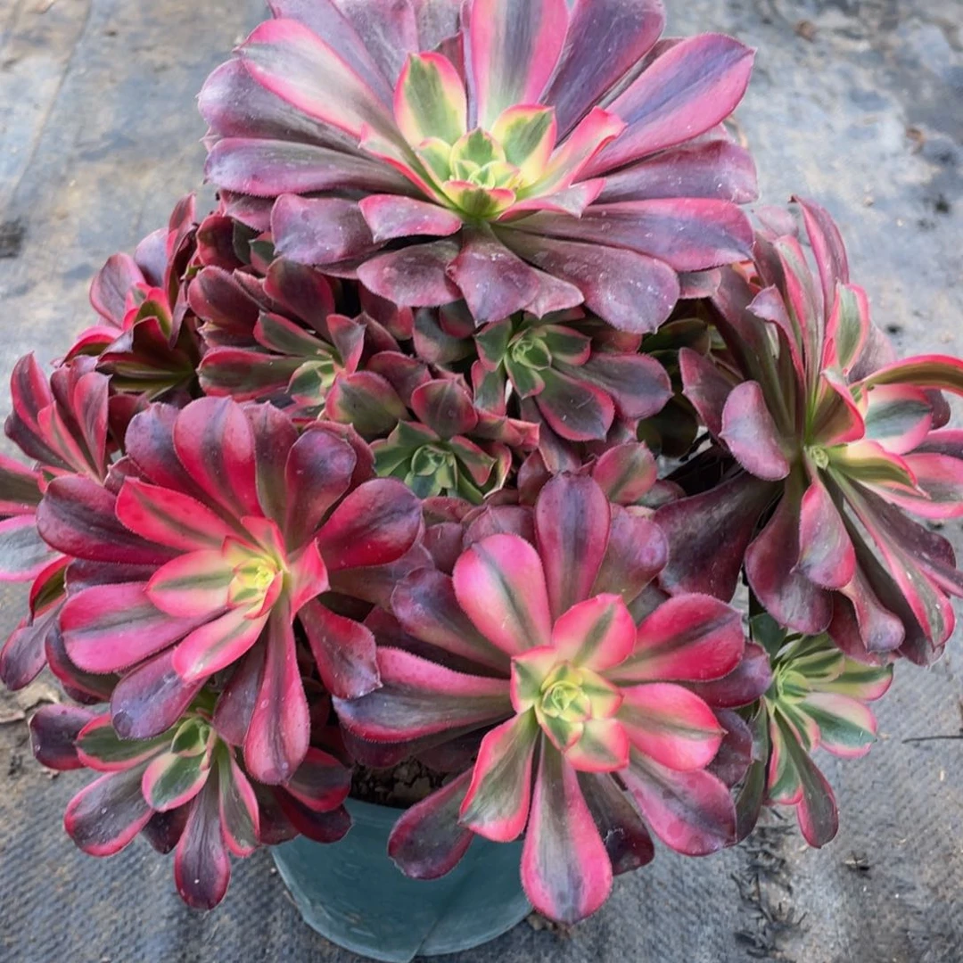 776美杜莎精品法师老桩