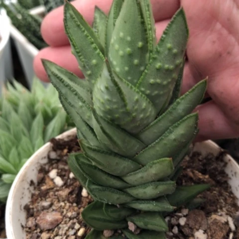 白肌赤耳硬叶母本好哈哈哈哈