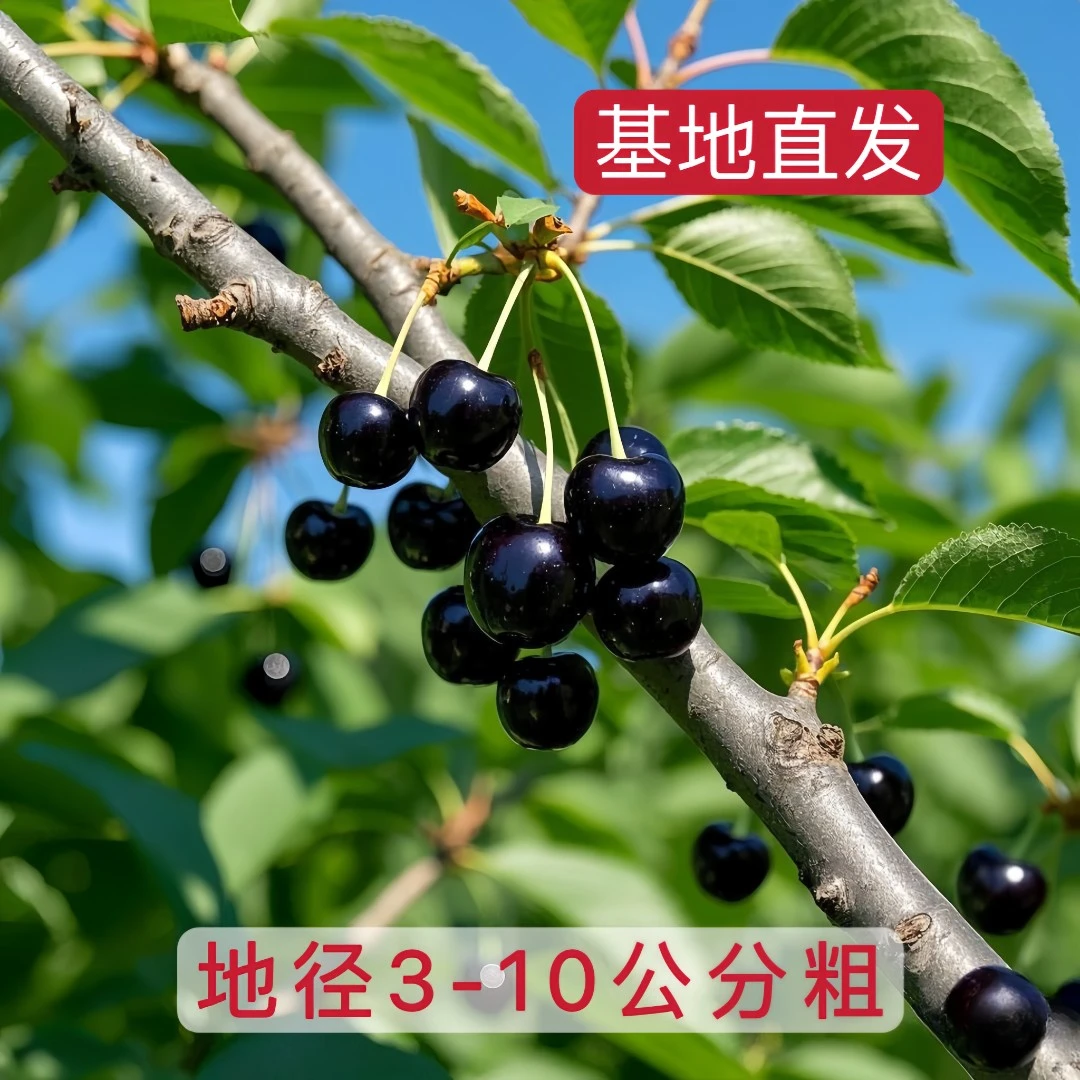 车厘子大樱桃树苗嫁接阳台庭院地栽盆栽水果树苗北方南方果树苗