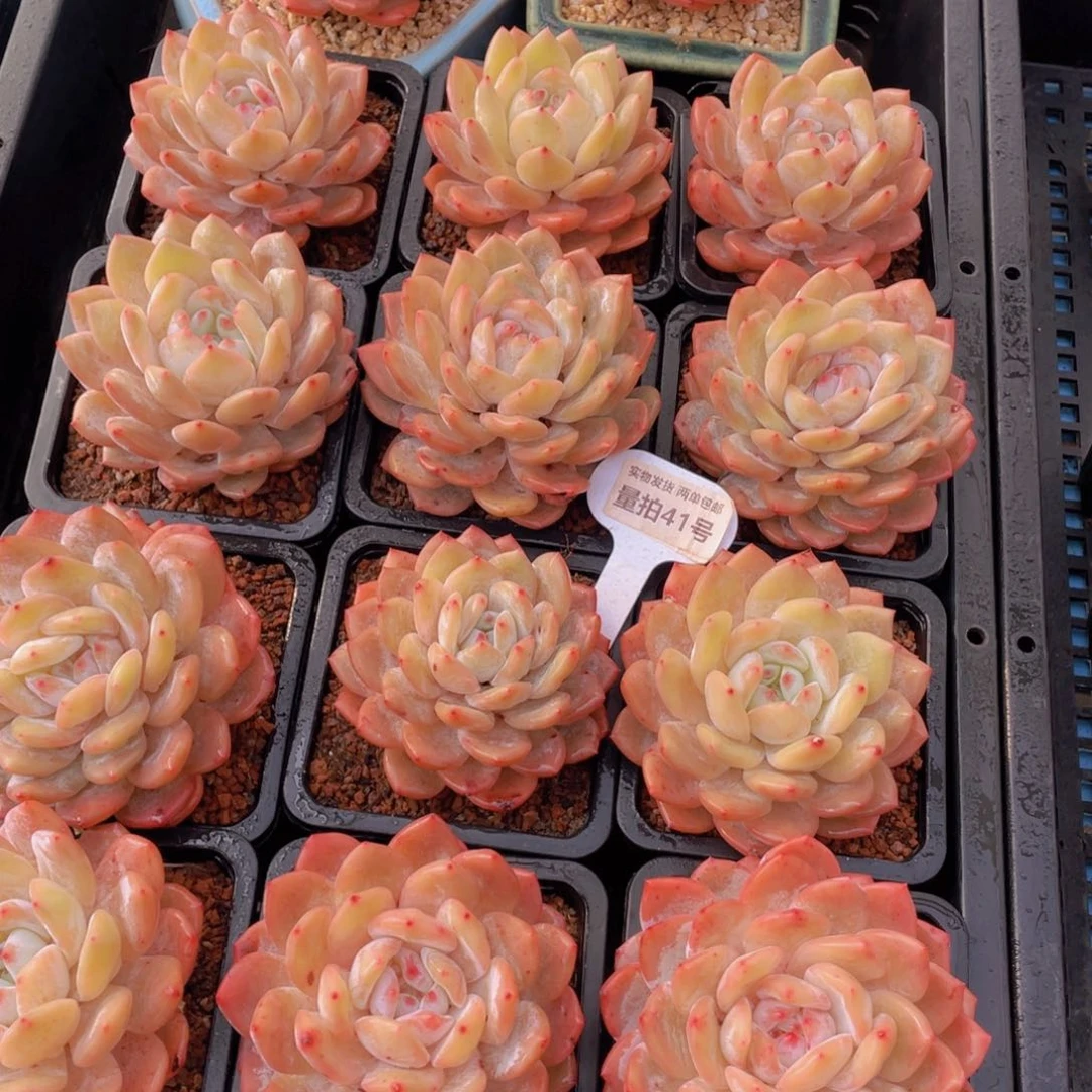 量拍41号奶油雪天使母本大单头一个