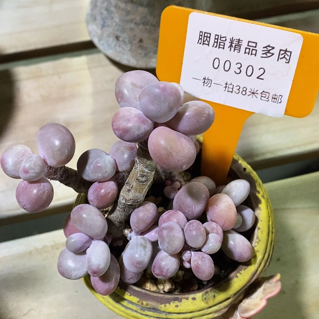 00302奥姆咯小雨姐姐