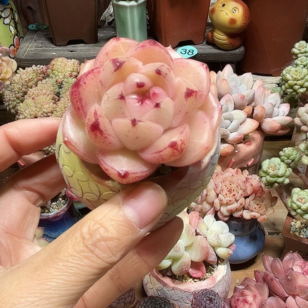 M100 多肉含盆土 一物一拍