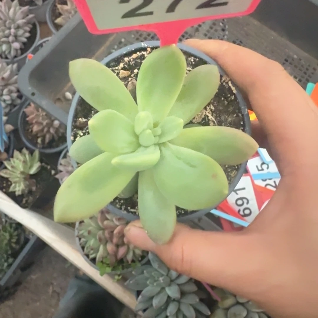 多肉植物朵唯奇272