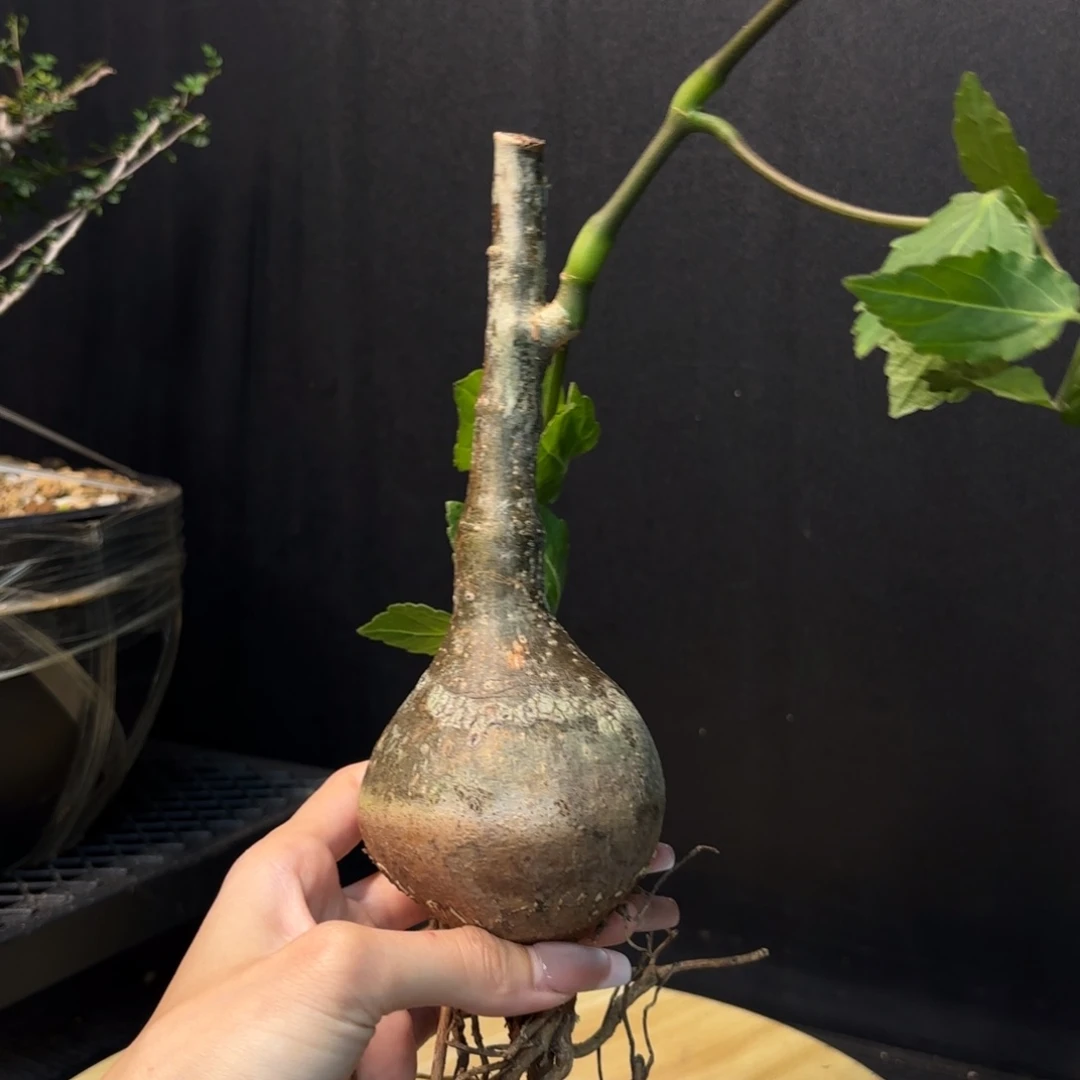 垂直葡萄翁哈哈哈哈哈哈哈哈