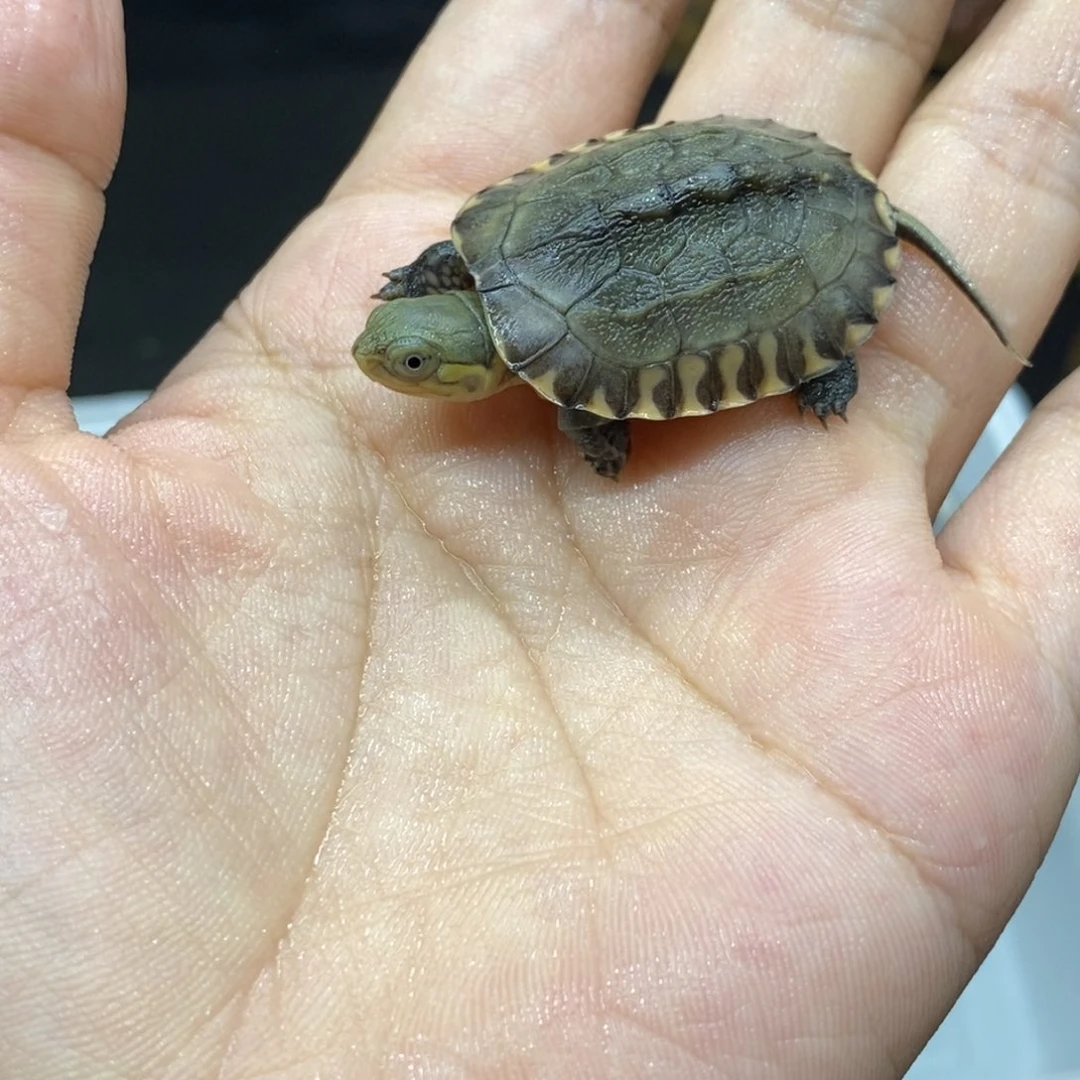 呢***呢母绿毛龟黄喉小青龟本土国龟