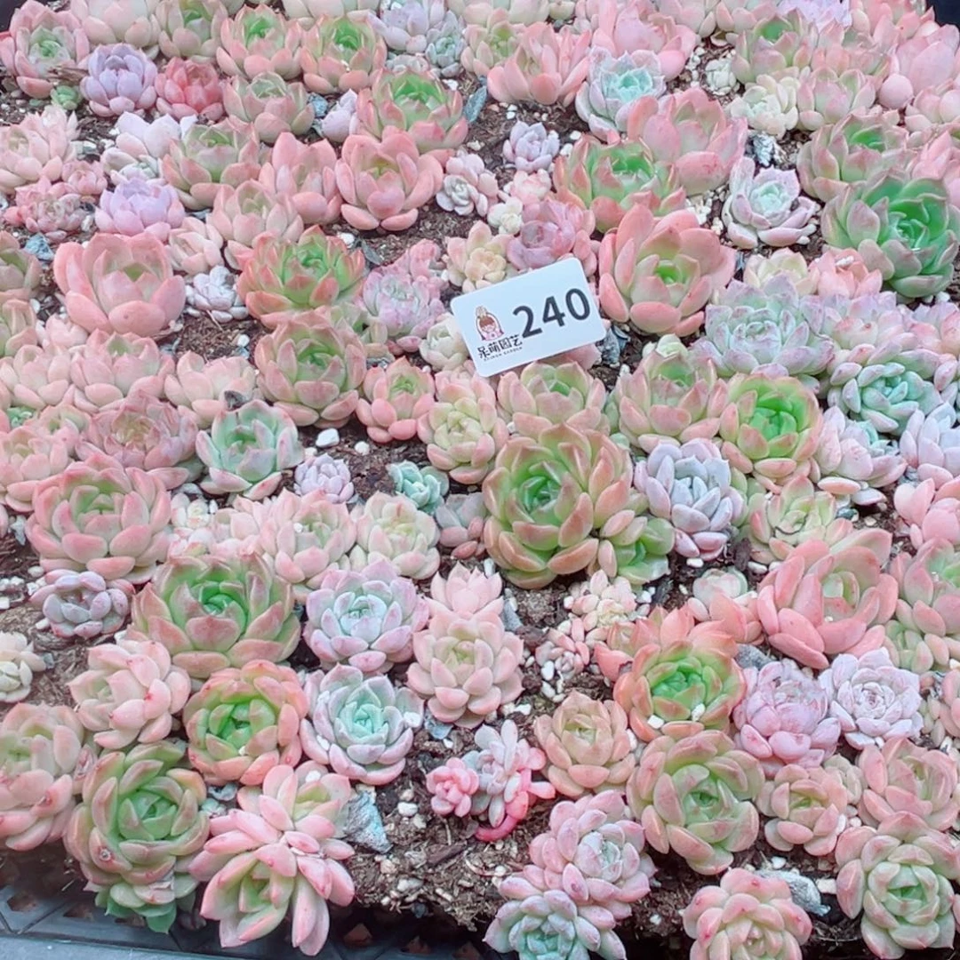 ｛***｝多肉植物多肉植物