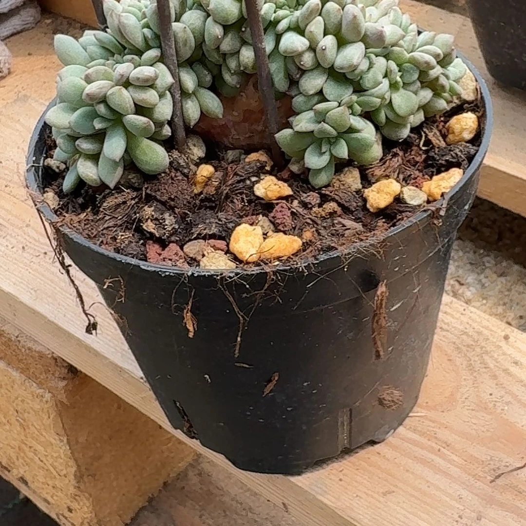 尘***瑰凌雪无砍树缀无砍